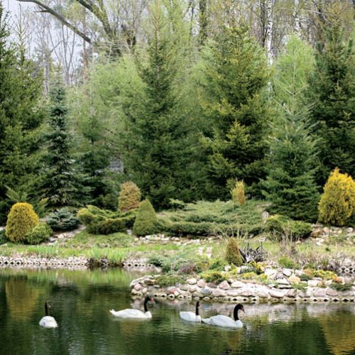 Po stawie pływają rzadkie łabędzie czarnoszyje.