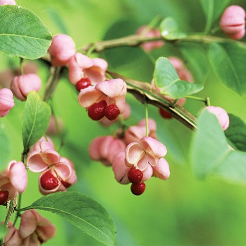 Trzmielina purpurowa