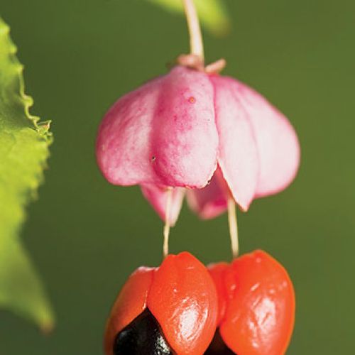 Trzmielina pospolita