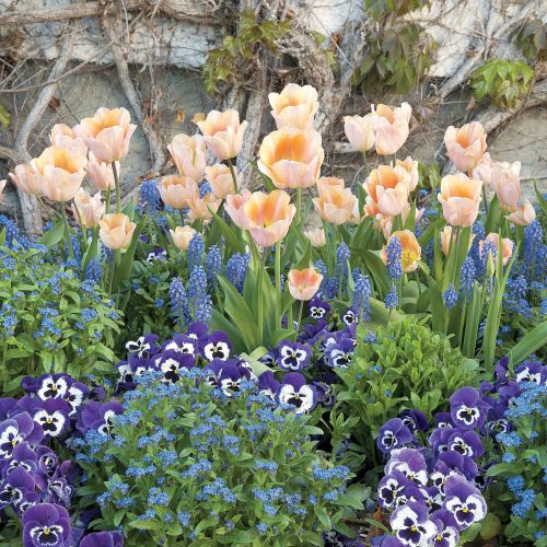Pojedyncze wczesne tulipany (‘Apricot Beauty’) w towarzystwie bratków, niezapominajek oraz szafirków.