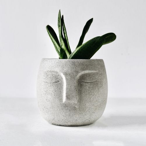 prezent na święta dla miłośniczki roślin