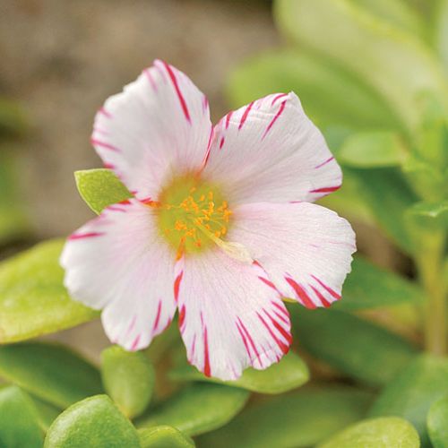 Kwiat portulaka zdjęcia