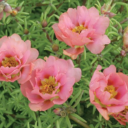 Portulaka wielkokwiatowa