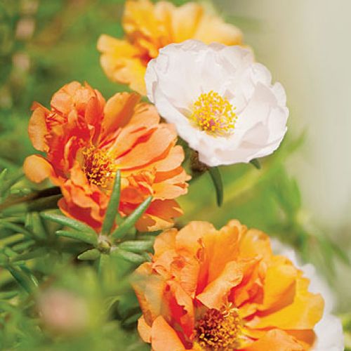 Portulaka wielkokwiatowa