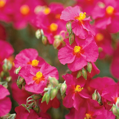 Roślina, która zakwitnie nawet na kamieniu. Świetnie nadaje się do przydomowych skalniaków.