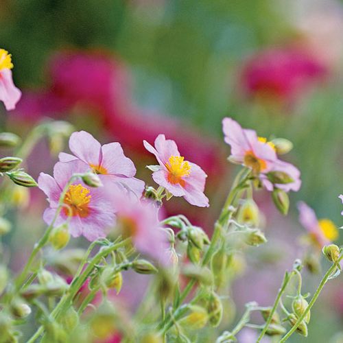 Roślina, która zakwitnie nawet na kamieniu. Świetnie nadaje się do przydomowych skalniaków.