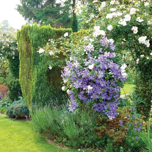 Powojnik Perle D Azur i róże na pergoli