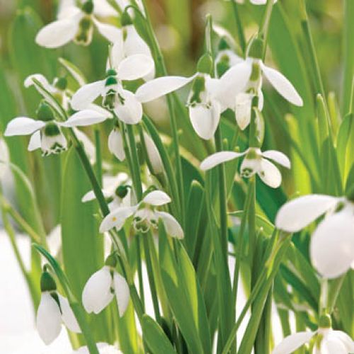 jak wyglądają przebiśniegi