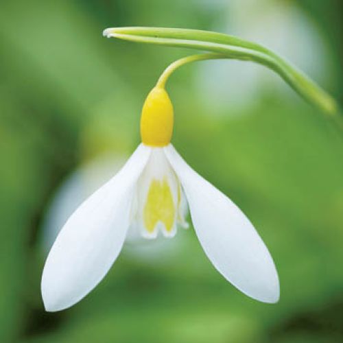 Przebiśniegi – pierwsze wiosenne kwiaty