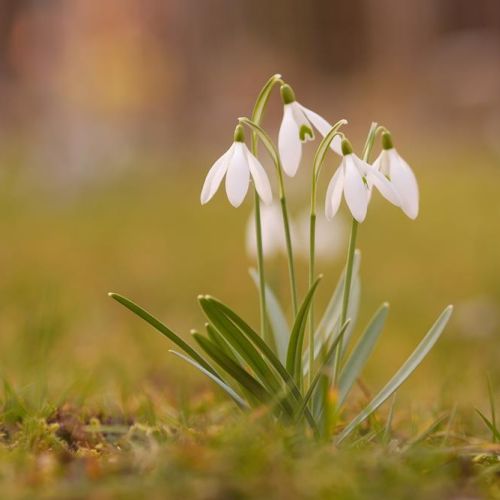 Galanthus nivalis śnieżyczka przebiśnieg