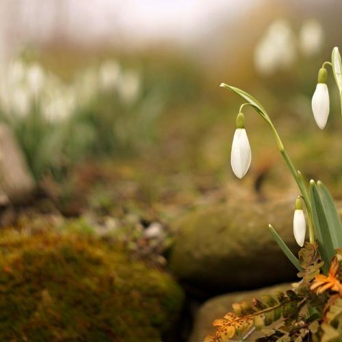 Przebiśniegi pierwsze wiosenne kwiaty w ogrodzie