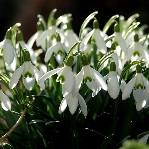 Przebiśniegi – pierwsze wiosenne kwiaty