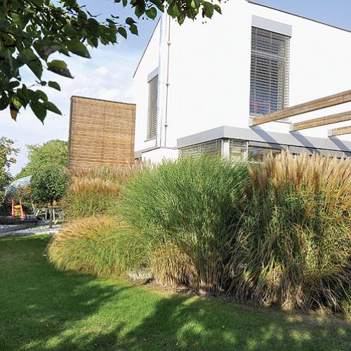 Przyroda sama zdecydowała, co ma tu rosnąć. Ewa posadziła drzewa, ale wszystkie uschły. Trawy za to przyjęły się znakomicie.