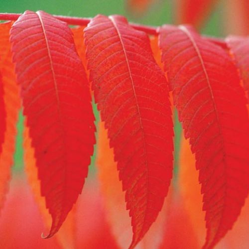 Purpurowe liście sumaka. Sumak – jesienna ślicznotka