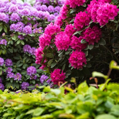 Różanecznik rododendron