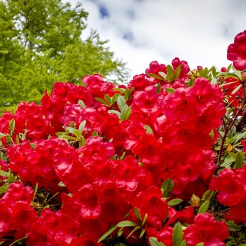 Rododendron –  sadzenie, kwitnienie, choroby