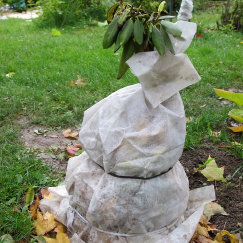 Rododendron –  sadzenie, kwitnienie, choroby