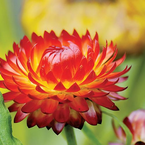 Nieśmiertelnik rośliny trwałe ale jednorczne. Wysiewane w maju, kiedy miną przymrozki.