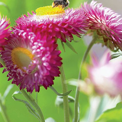 Nieśmiertelnik rośliny trwałe ale jednorczne. Wysiewane w maju, kiedy miną przymrozki.