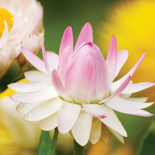 Nieśmiertelnik rośliny trwałe ale jednorczne. Wysiewane w maju, kiedy miną przymrozki.