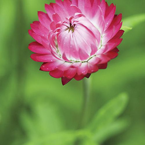 Nieśmiertelnik rośliny trwałe ale jednorczne. Wysiewane w maju, kiedy miną przymrozki.