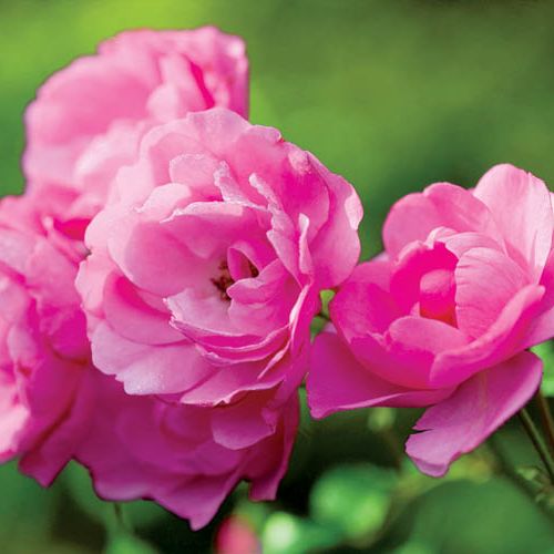 Róża wielkokwiatowa. Ogród malowany jesienią