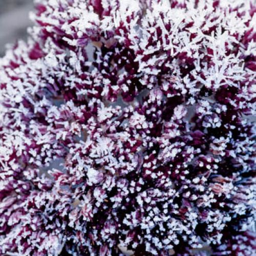 Rozchodnik okazały. Zimowe ligustry i bukszpany