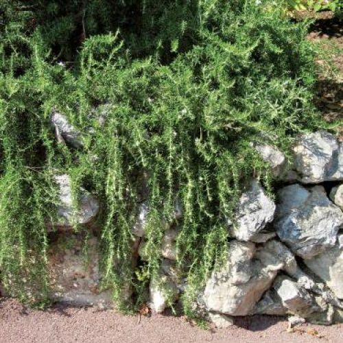 Rozmaryn na skalniaku. Rozmaryn - morska rosa