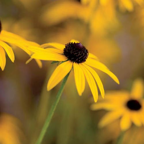 Rudbekia błyskotliwa. Ogród malowany jesienią