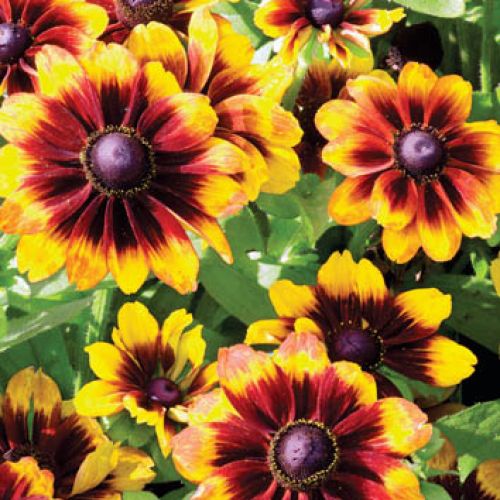 Rudbekia odmiany sadzenie i pielęgnacja