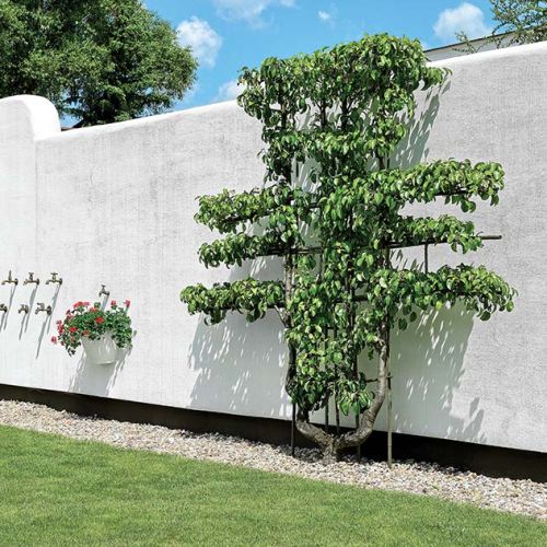 Ściana z kranami to nie tylko ozdoba – każdy jest inny i z każdego leci woda. Obok po kratce pnie się grusza.