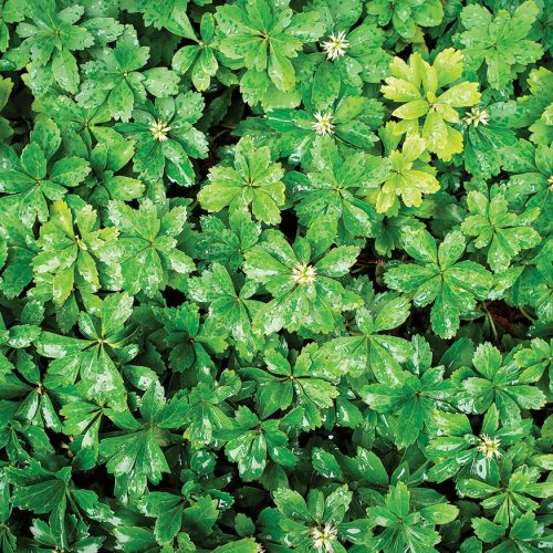 Runianka japońska. Ogród w cieniu jak malowany