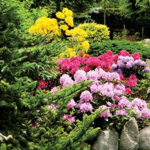 Azalie i różaneczniki