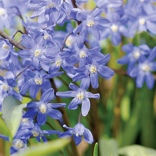 Śnieżnik - choć malutki, nic nie robi sobie z chłodu, więcej – bez niego za żadne skarby nie zakwitnie.
