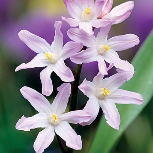 Śnieżnik - choć malutki, nic nie robi sobie z chłodu, więcej – bez niego za żadne skarby nie zakwitnie.