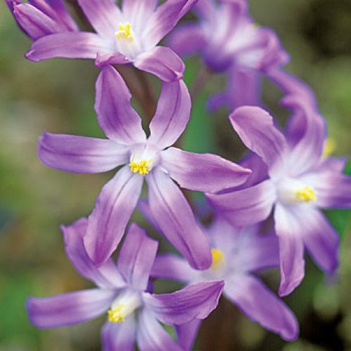 Śnieżnik - choć malutki, nic nie robi sobie z chłodu, więcej – bez niego za żadne skarby nie zakwitnie.