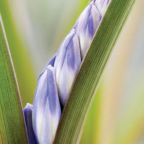 Śnieżnik - choć malutki, nic nie robi sobie z chłodu, więcej – bez niego za żadne skarby nie zakwitnie.