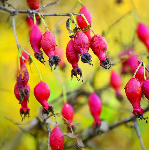 Najpiękniejszy jesienny ogród Holandii