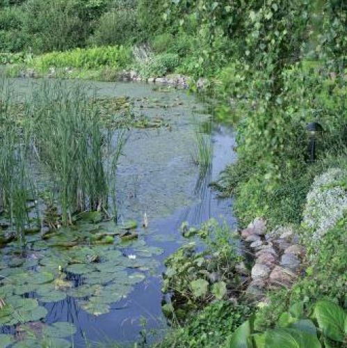 Staw tonie w kwiatach. Na środku są grążele i nenufary, na brzegu sitowie i tatarak, wokół kosaćce, kolorowe bergenie,