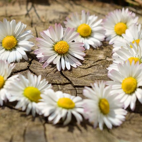 Stokrotka – królowa polskich łąk