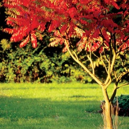 Sumak octowiec jesienią. Sumak – jesienna ślicznotka