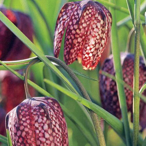 Szachownica kostkowata wiosenne kwiaty w ogrodzie