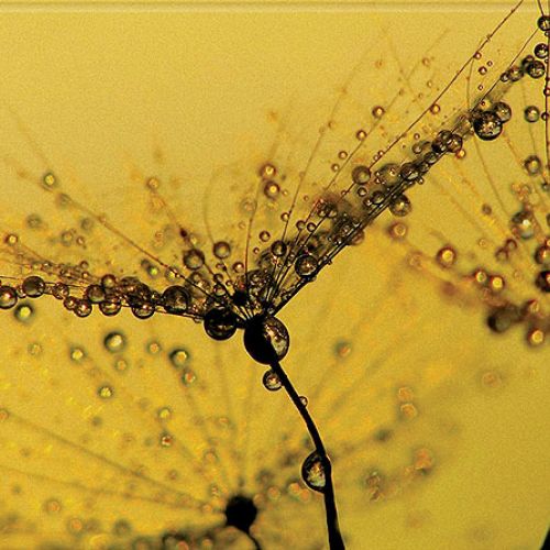 Szklane podłużne płytki z obrazkami dmuchawców, Opoczno, www.opoczno.eu