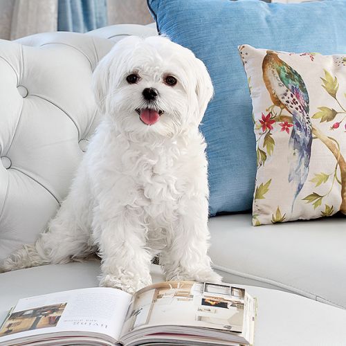 Ta willa spokojnie mogłaby stać nad Sekwaną. Jej nadwiślańskie pochodzenie zdradzają jedynie rośliny w ogrodzie.