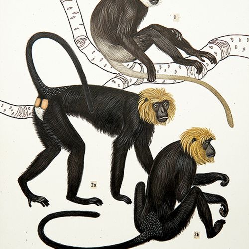 Tablica do atlasu Małpy i małpiatki , Z. Woliński, J. Towpik, WSiP, 1990 r.