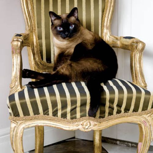 Tajski królewicz, czyli Franek, czteroletni kocur o ogromnych chabrowych oczach.