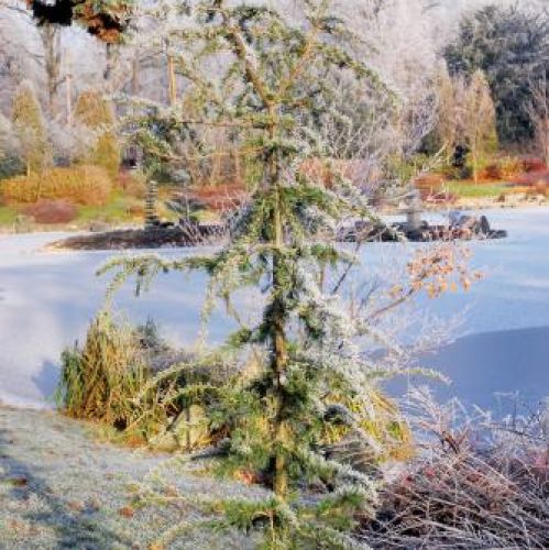 Ten młody cedr za kilkadziesiąt lat będzie czterdziestometrowym gigantem. W tle latarnia kasuga.