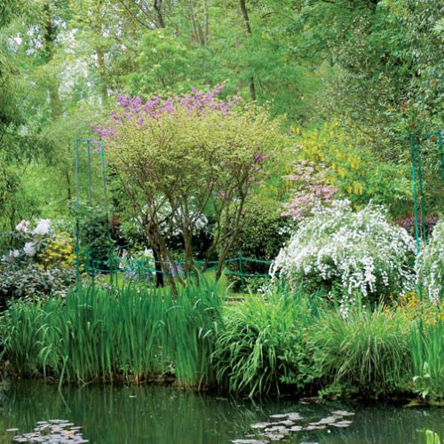 Tło dla stawu tworzy gąszcz kolorowo kwitnących krzewów.