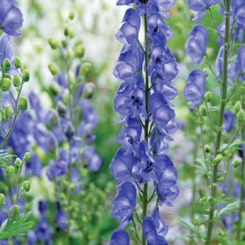 Tojad Aconitum