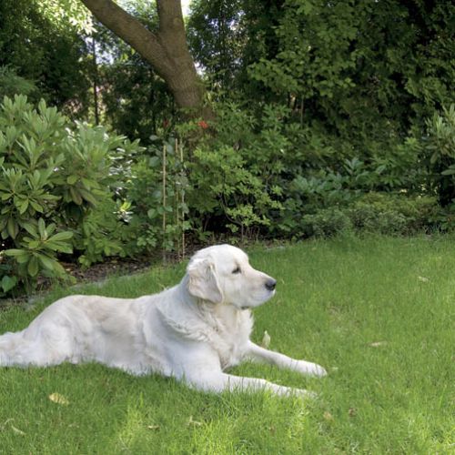 Trawnik najbardziej docenia golden retriver Zak.